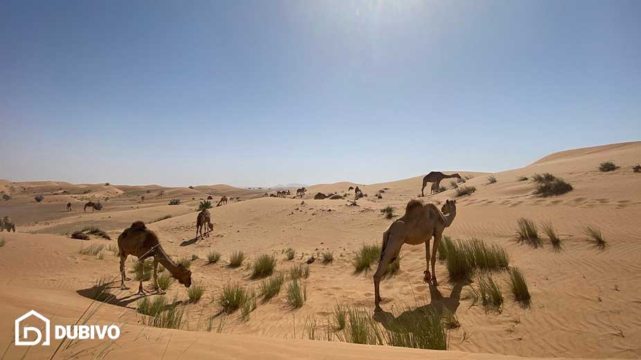 5.صحرای اللهباب Al Lahbab Desert