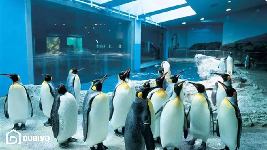آکواریوم دبی کجاست و چه تفریحاتی دارد؟ 11 5.بازدید از پنگوئن ها