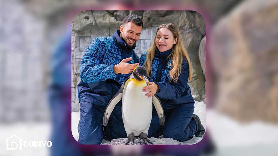 تماشای پنگوئن ها