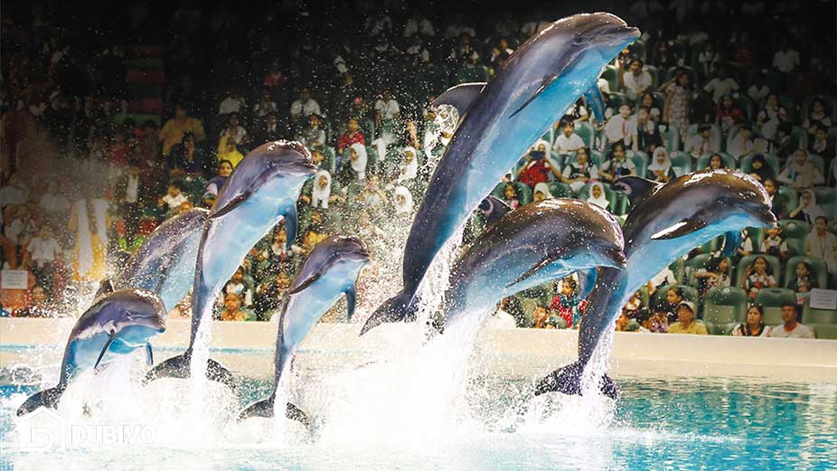 بهترین و محبوب ترین جاهای دیدنی دبی برای کودکان کجاست؟ 13 دلفیناریوم دبی